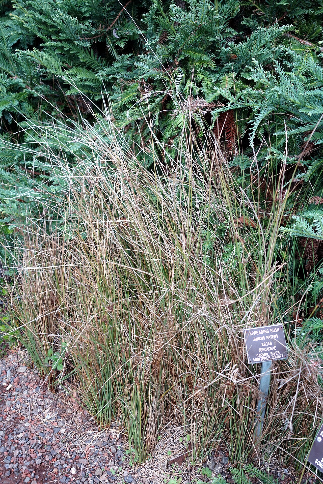 Common Rush (Juncus patens) - PlantNative.org Close view of common rush (Juncus patens) stems showing the fine blue-gray ridged texture characteristic of the species