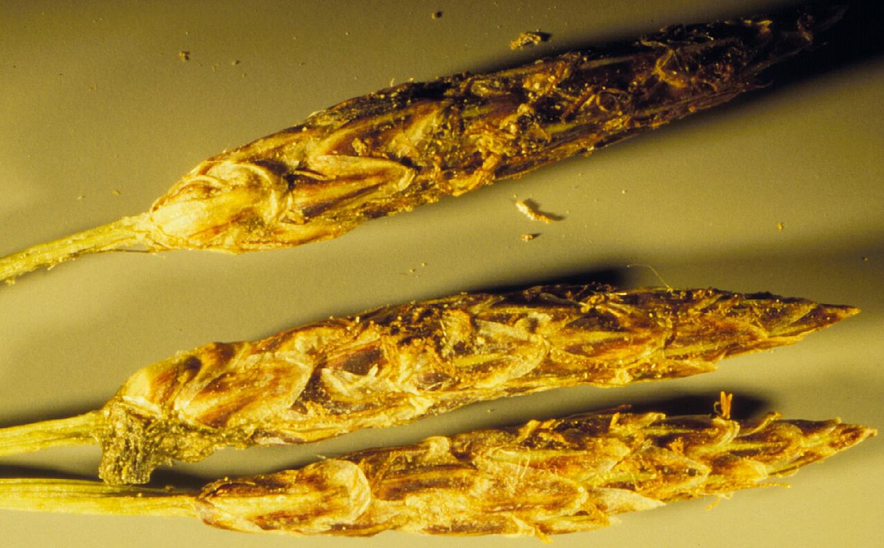 Common Spikerush (Eleocharis palustris) - PlantNative.org Close-up macro photo of three dried common spikerush (Eleocharis palustris) spikelets showing the overlapping spirally arranged scales