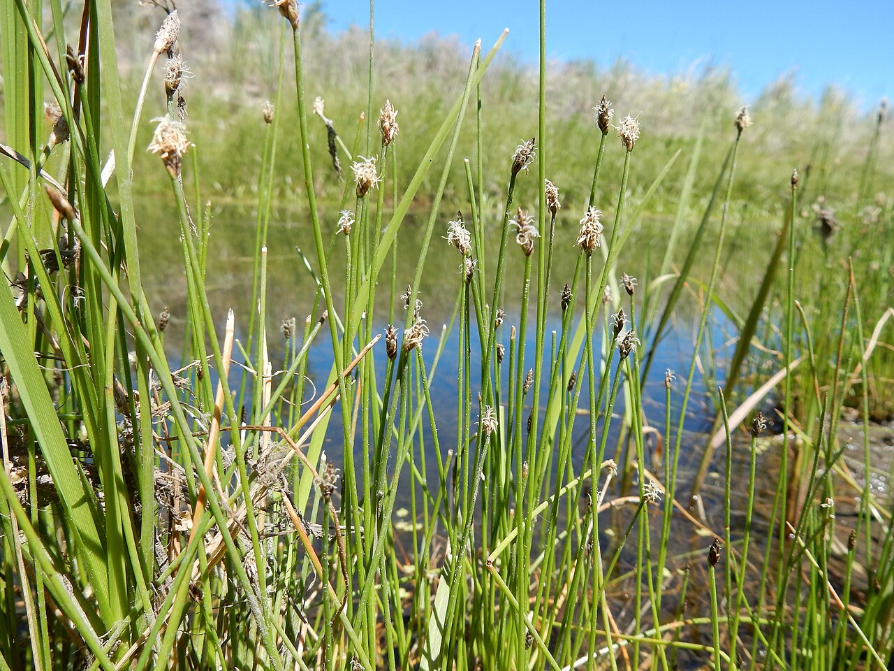Common Spikerush (Eleocharis palustris) - PlantNative.org Common spikerush (Eleocharis palustris) stand of leafless green stems with terminal spikelets growing along the edge of a reclaimed creek in Montana