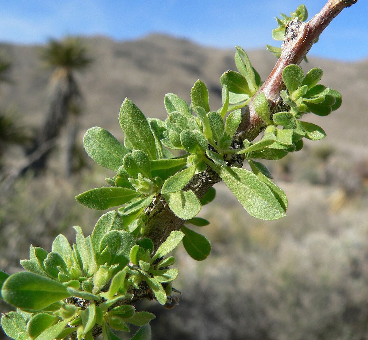 Close-up of Cooper's box thorn (Lycium cooperi) stem showing small fleshy gray-green leaves clustered at the nodes