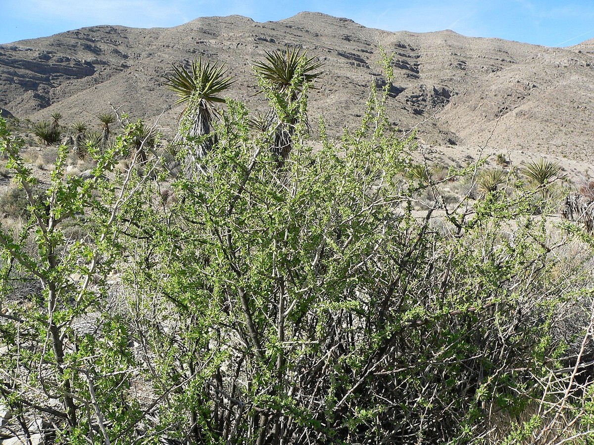 Cooper's box thorn (Lycium cooperi) spiny gray-green shrub growing among Joshua trees in the Mojave Desert