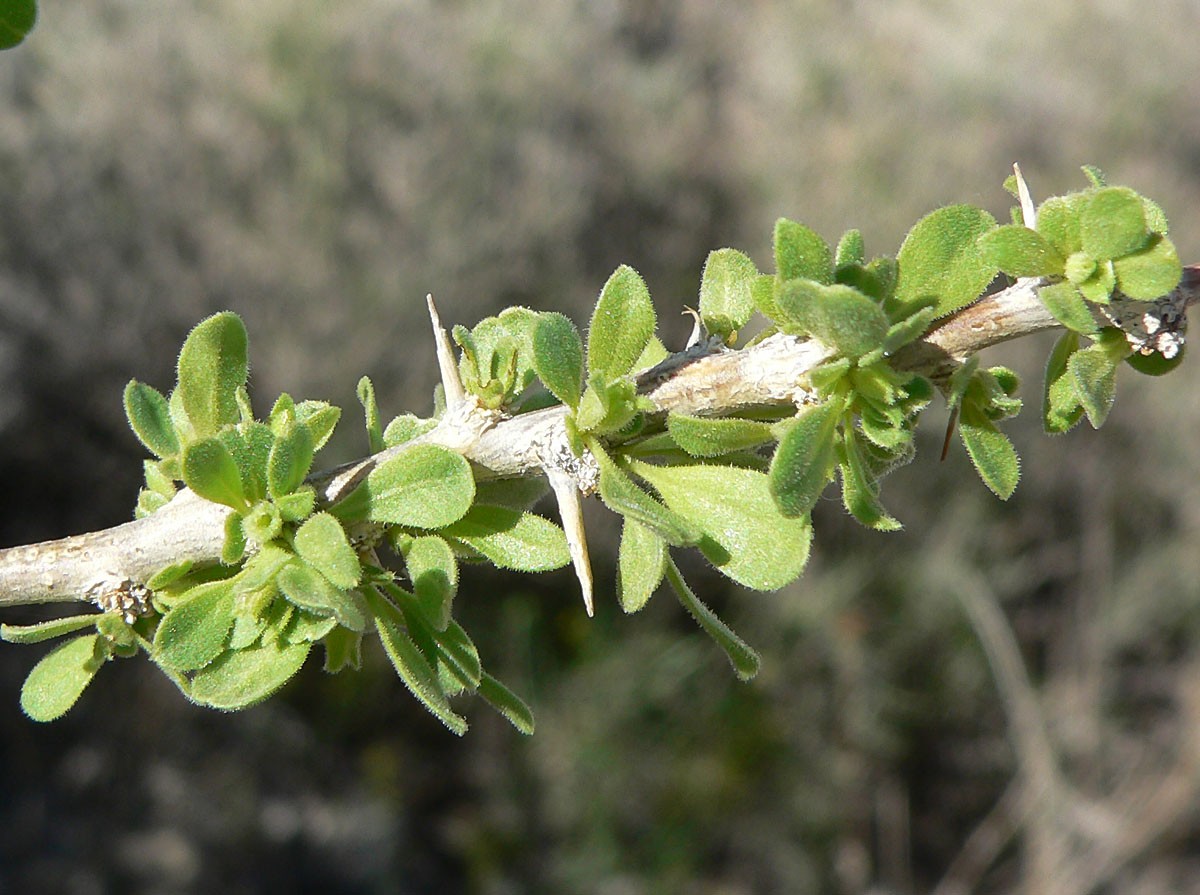 Close-up of a spiny, thorn-tipped stem of Cooper's box thorn (Lycium cooperi) with small clustered leaves