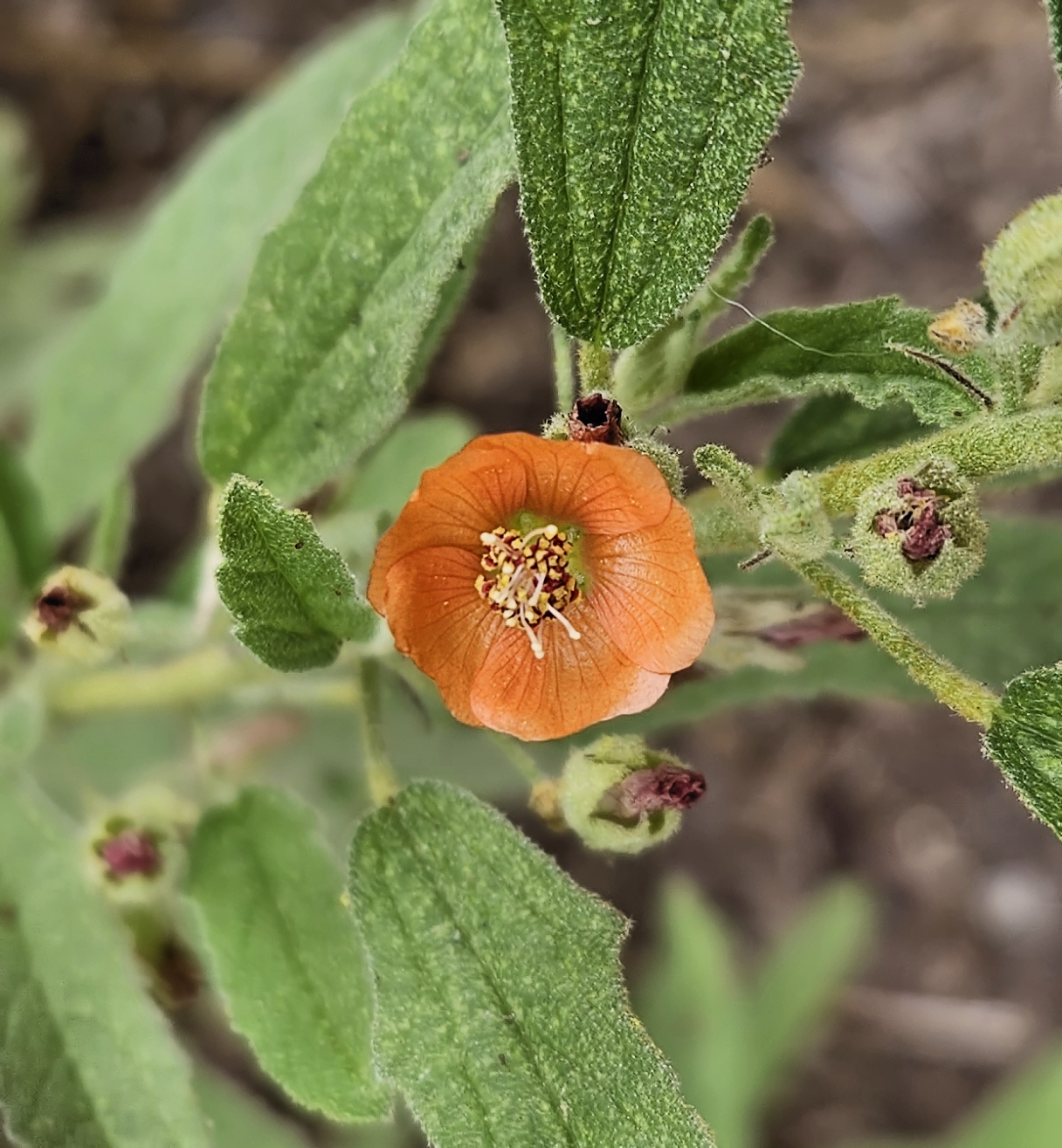 Close-up of a single coppery-orange Copper Globemallow (Sphaeralcea angustifolia) flower showing wedge-shaped petals and central stamen column