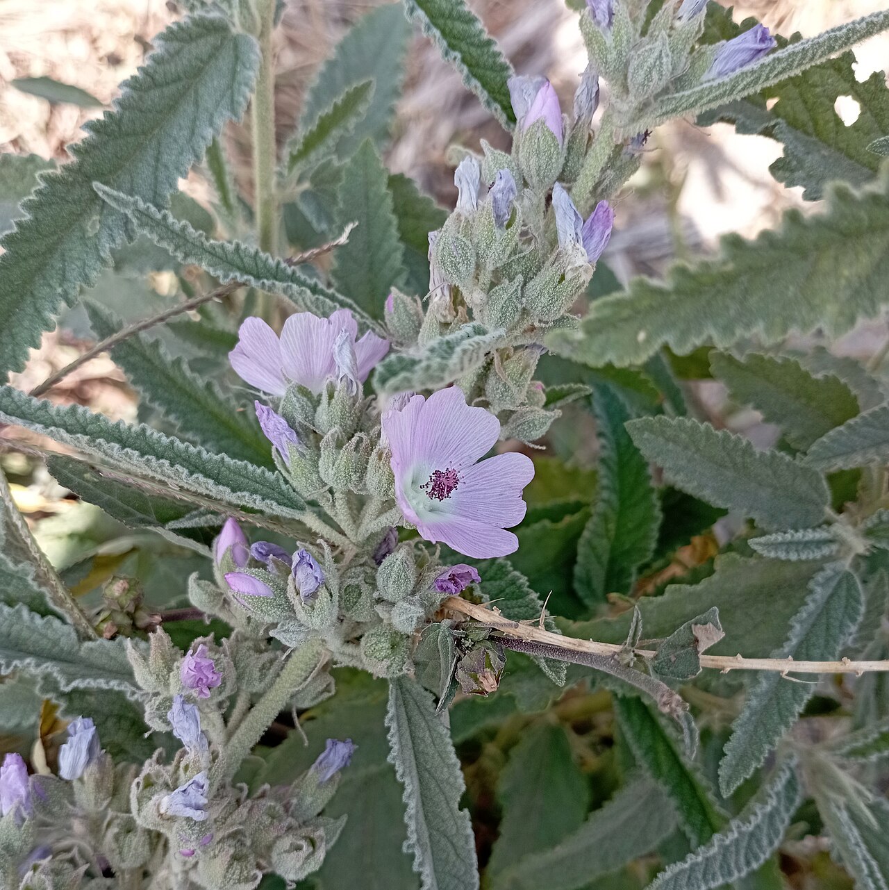 Copper Globemallow (Sphaeralcea angustifolia) flowering shrub with gray-green toothed leaves and clustered pink to lavender flowers