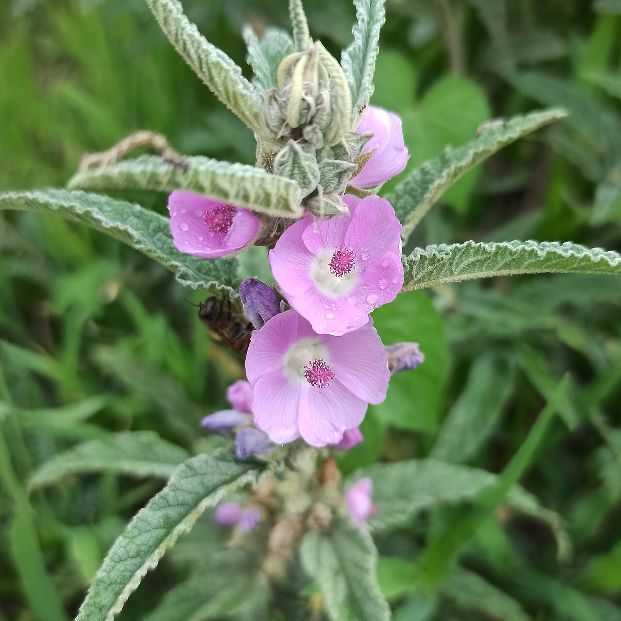 Copper Globemallow (Sphaeralcea angustifolia) pink-flowered form being visited by a bee, showing toothed gray-green leaves