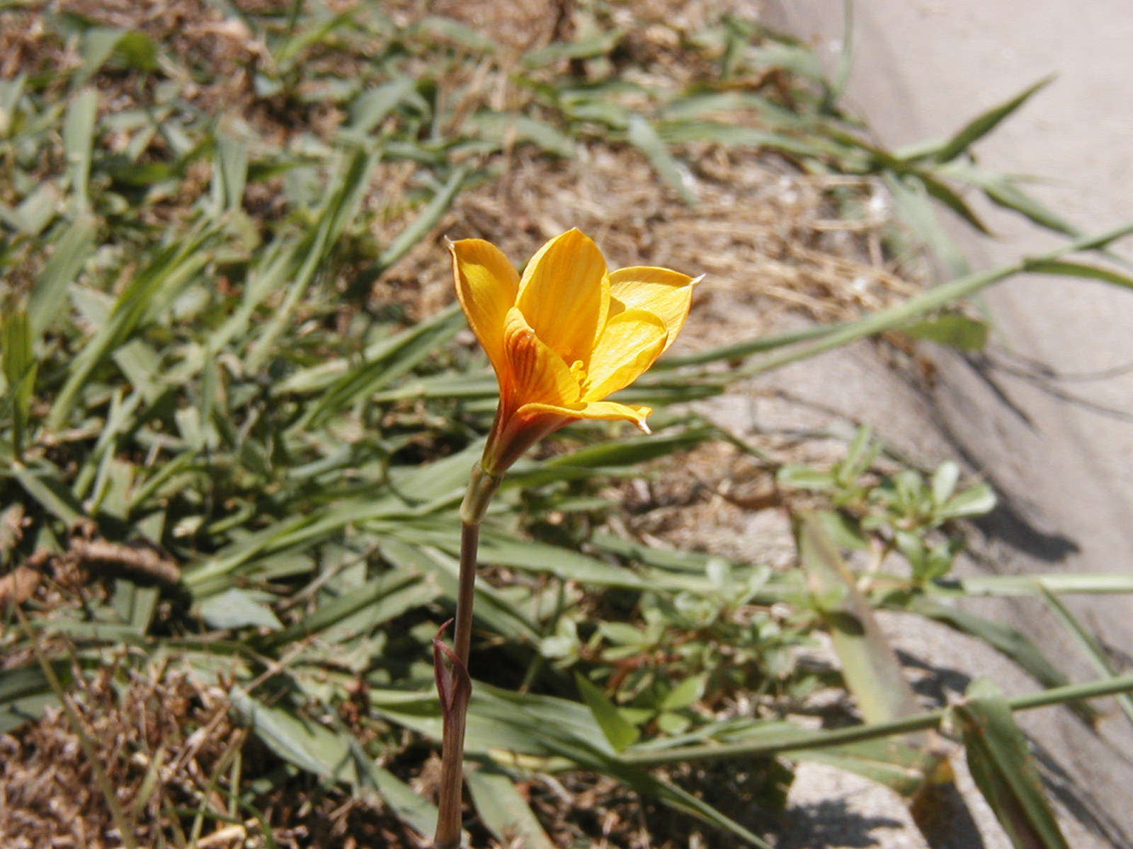 Copper Lily (Habranthus tubispathus) - PlantNative.org Copper Lily (Habranthus tubispathus) golden-yellow flower blooming on a bare stem in a Texas lawn