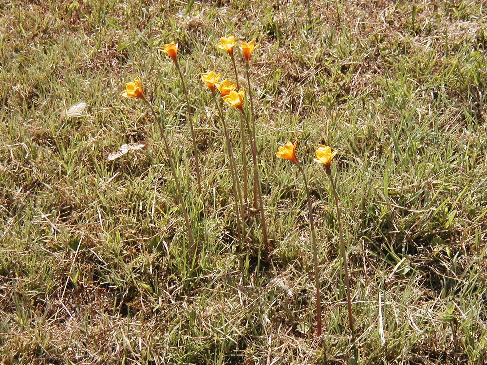 Copper Lily (Habranthus tubispathus) - PlantNative.org A colony of Copper Lily (Habranthus tubispathus) blooming together in a Texas lawn after rain