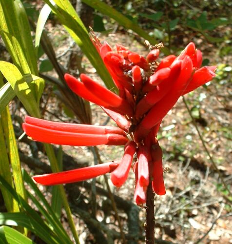 Coralbean (Erythrina herbacea) - PlantNative.org Close-up of a coralbean (Erythrina herbacea) flower spike showing curved scarlet tubular blossoms