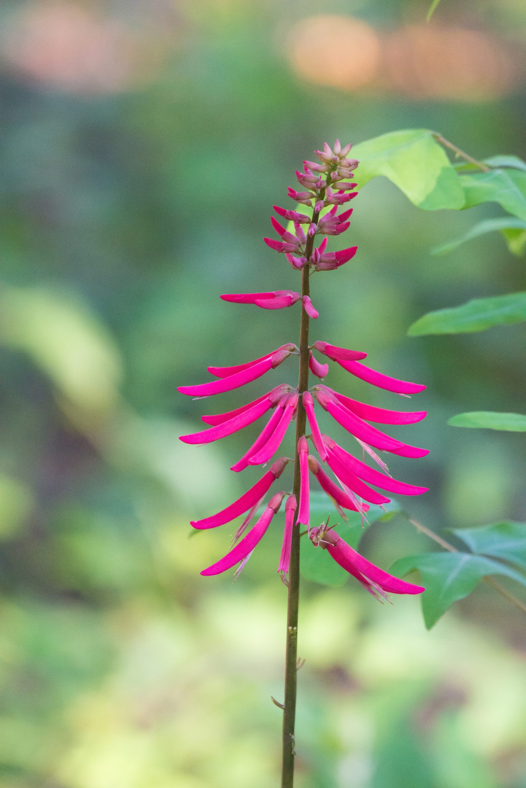 Coralbean (Erythrina herbacea) - PlantNative.org Coralbean (Erythrina herbacea) shrub with tall spikes of curved scarlet flowers growing wild in a Florida woodland