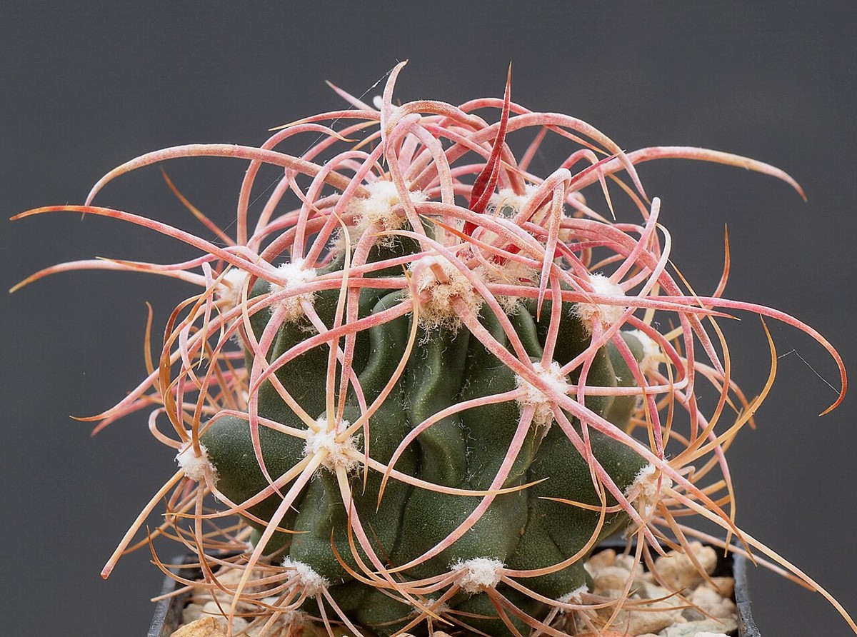 Cottontop Cactus (Echinocactus polycephalus) - PlantNative.org Close-up of cottontop cactus (Echinocactus polycephalus) showing long curved reddish-gray spines radiating from the stem