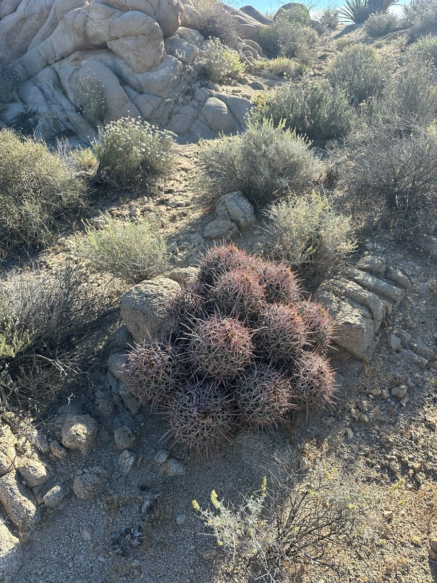 Cottontop Cactus (Echinocactus polycephalus) - PlantNative.org Multi-headed cottontop cactus (Echinocactus polycephalus) wedged among granite boulders on a rocky desert slope