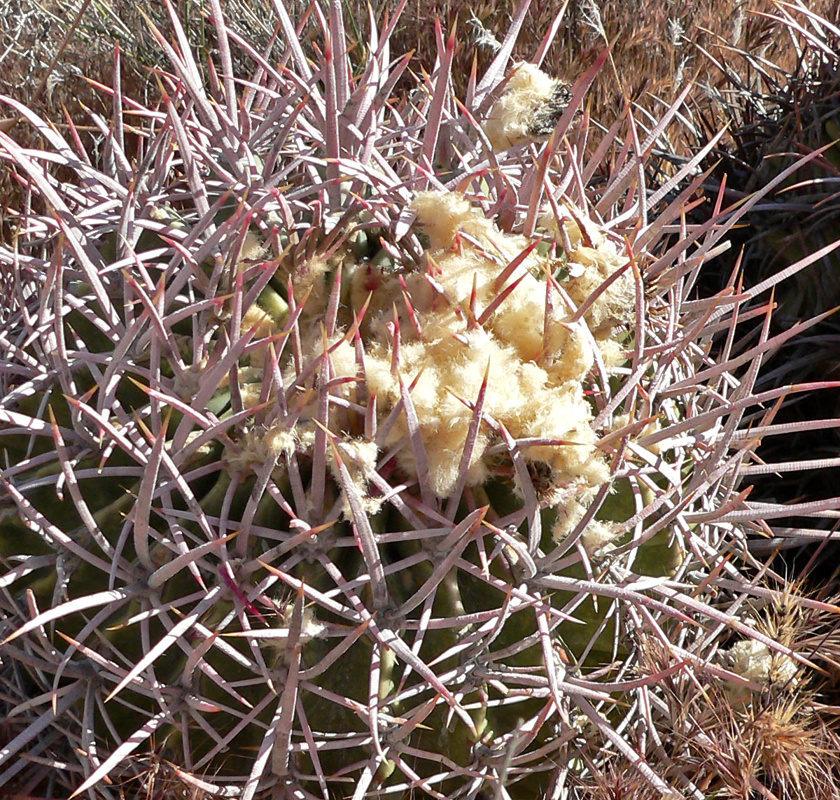 Cottontop Cactus (Echinocactus polycephalus) - PlantNative.org Cottontop cactus (Echinocactus polycephalus) showing a dense mass of curved gray spines around a cottony white woolly crown