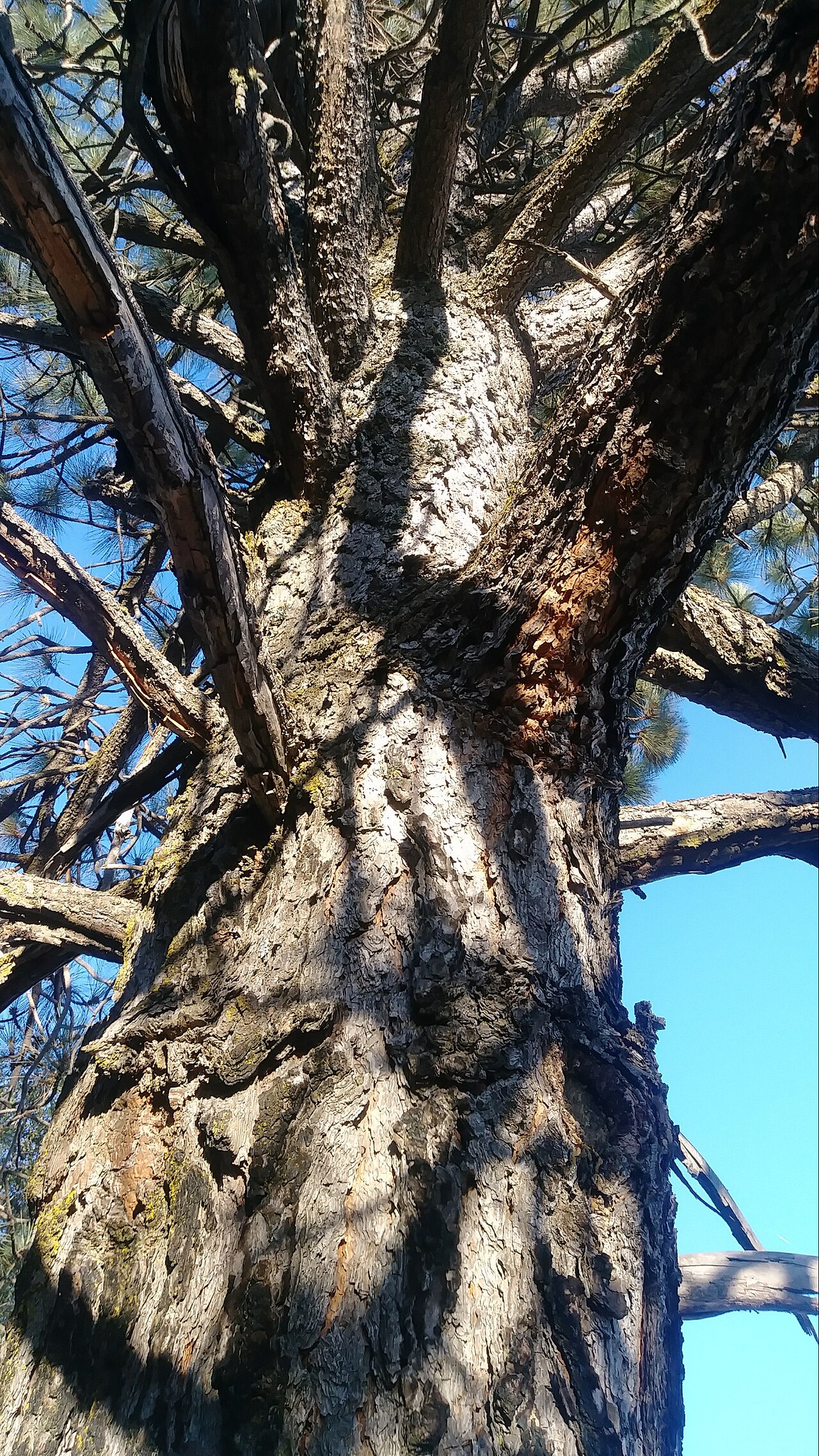 Coulter Pine (Pinus coulteri) - PlantNative.org Close-up of thick, deeply furrowed dark gray-brown bark on a mature Coulter pine trunk
