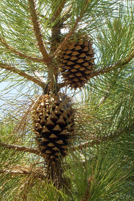 Coulter Pine (Pinus coulteri) - PlantNative.org Two large spiny Coulter pine cones hanging among long gray-green needles