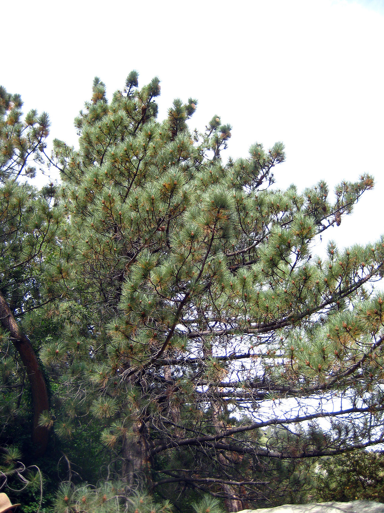 Coulter Pine (Pinus coulteri)