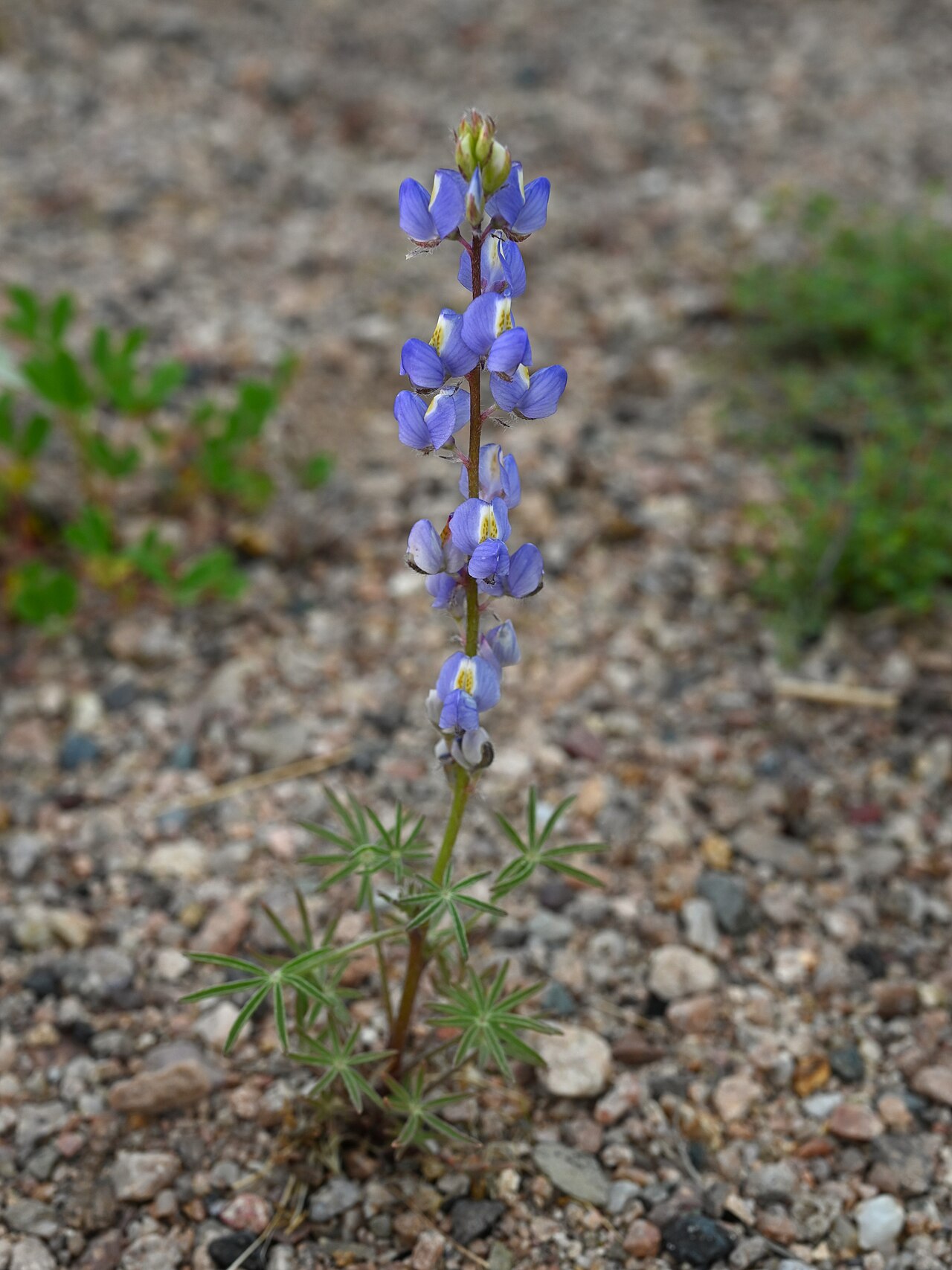 Coulter's Lupine (Lupinus sparsiflorus) - PlantNative.org Close-up of Coulter's lupine flower spike showing blue-violet pea-shaped flowers with pale banner petals
