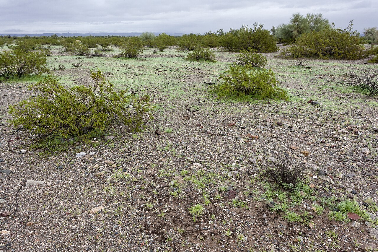 Coulter's Lupine (Lupinus sparsiflorus) - PlantNative.org Creosote bush desert flat habitat in Arizona where Coulter's lupine grows among scattered shrubs after winter rain