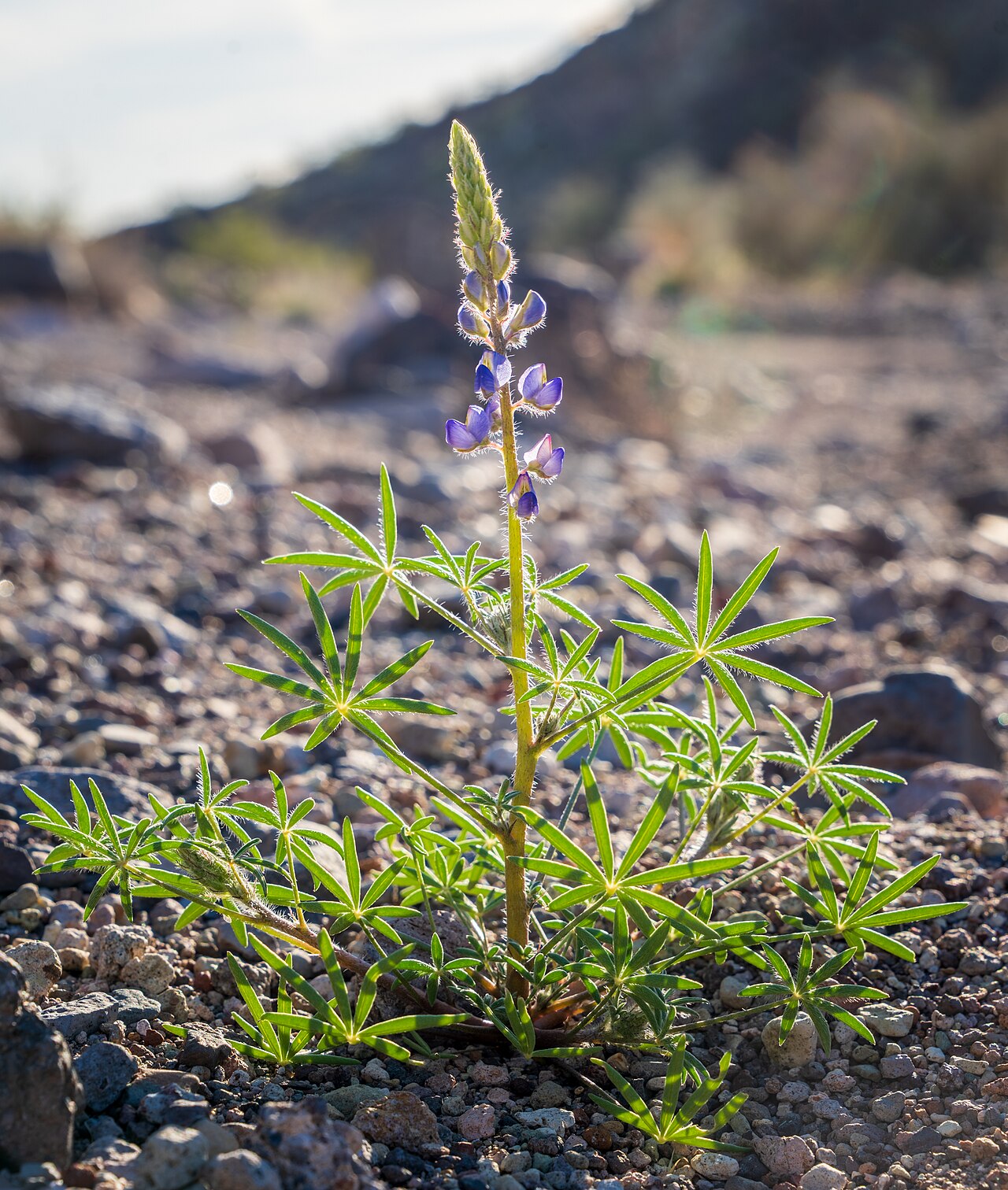 Coulter's Lupine (Lupinus sparsiflorus) - PlantNative.org Coulter's lupine (Lupinus sparsiflorus) single flowering plant with palmate leaves growing in rocky desert gravel