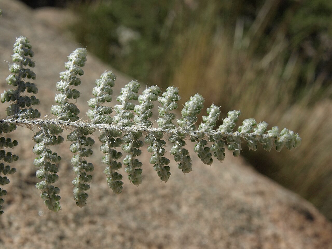Coville's Lip Fern (Cheilanthes covillei) - PlantNative.org Close-up of the underside of a Coville's lip fern frond showing dense whitish scales covering the green leaf tissue