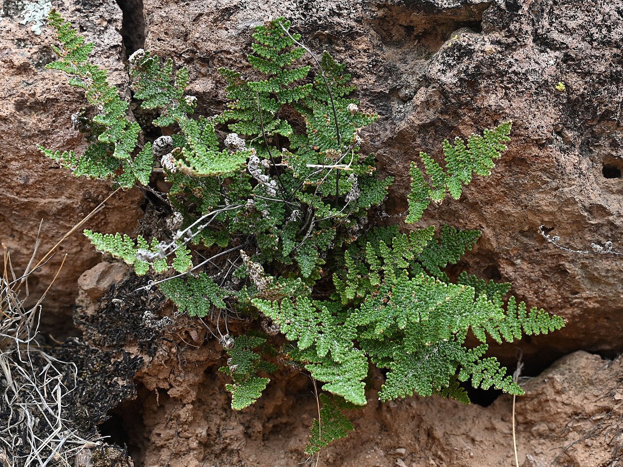 Coville's Lip Fern (Cheilanthes covillei) - PlantNative.org A clump of Coville's lip fern growing from volcanic rock at Lost Dutchman State Park, Arizona
