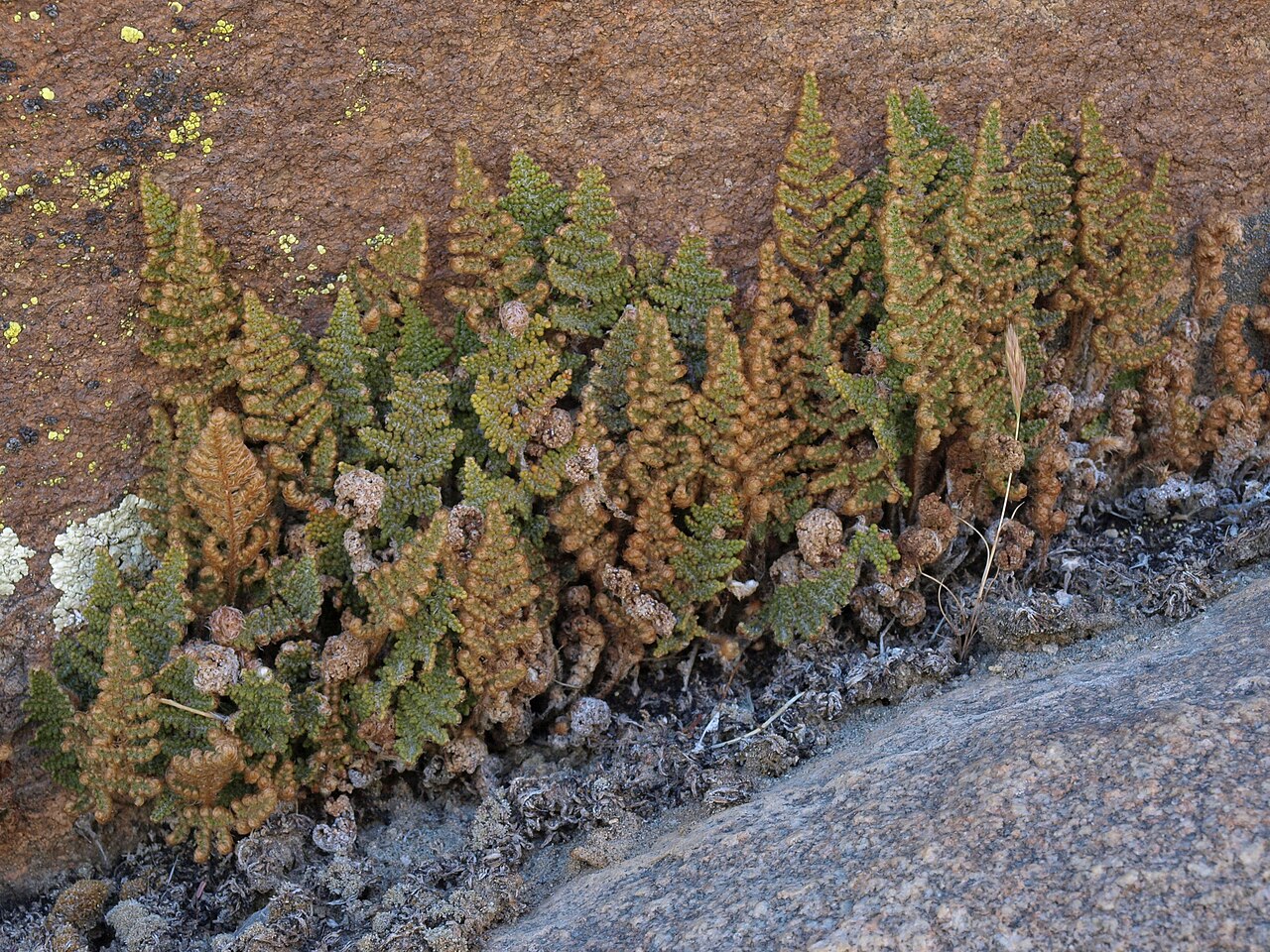 Coville's Lip Fern (Cheilanthes covillei) - PlantNative.org Coville's lip fern (Cheilanthes covillei) growing in a tight cluster from a granite rock crevice