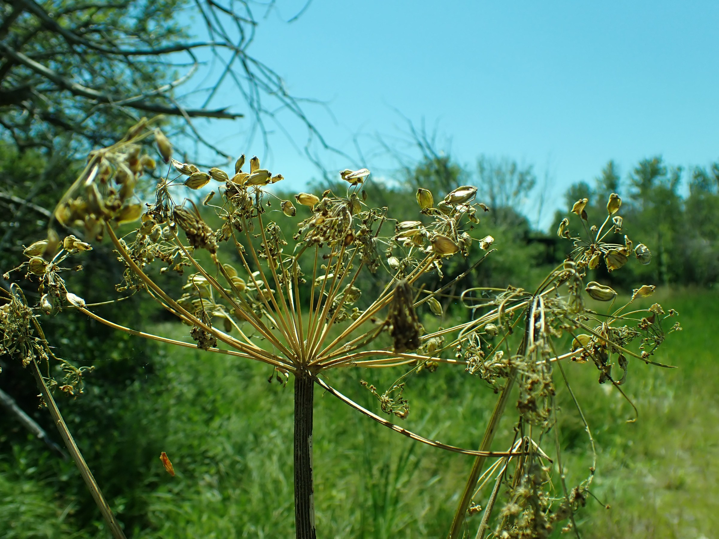 Cow Parsnip (Heracleum maximum) - PlantNative.org Cow parsnip (Heracleum maximum) dried seed umbel in late-season habitat