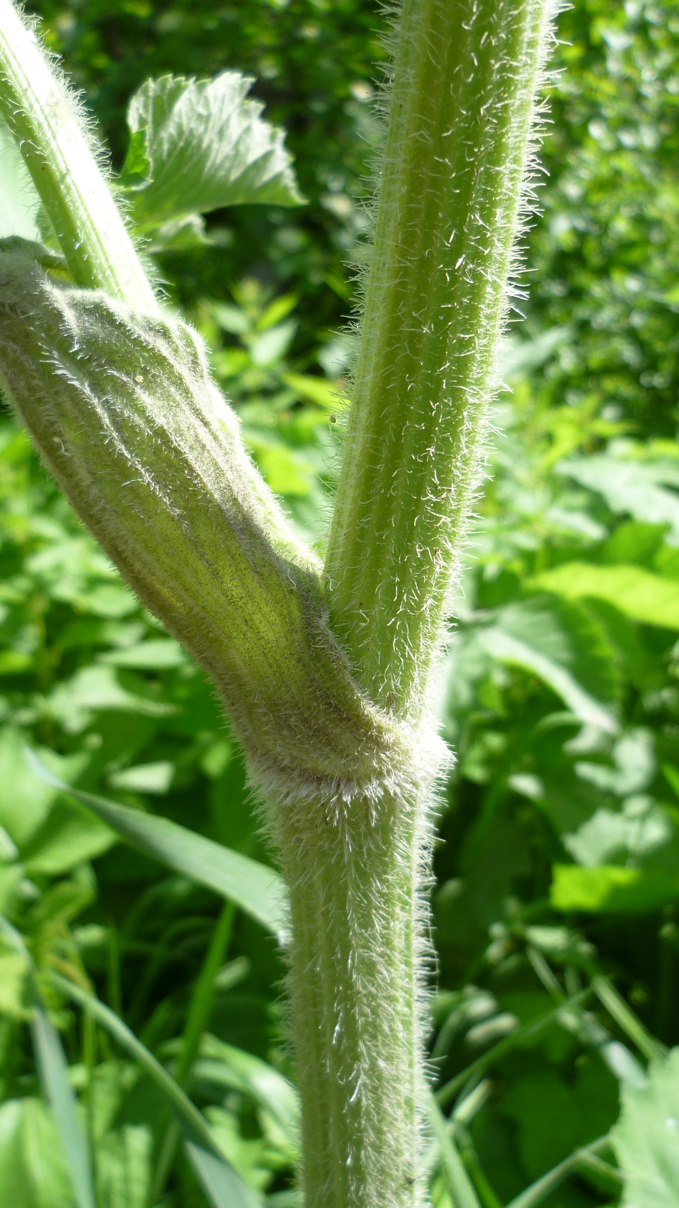 Cow Parsnip (Heracleum maximum) - PlantNative.org Close-up of cow parsnip (Heracleum maximum) stem joint showing dense woolly white hairs