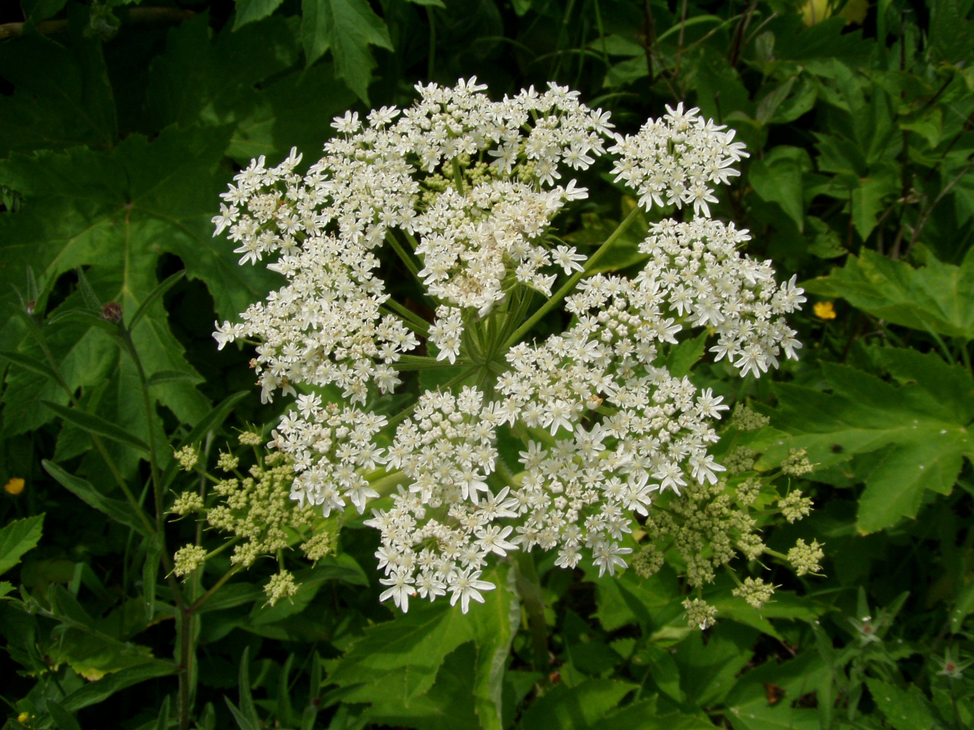 Cow Parsnip (Heracleum maximum) - PlantNative.org Cow parsnip (Heracleum maximum) flat-topped white flower umbel surrounded by large maple-like leaves