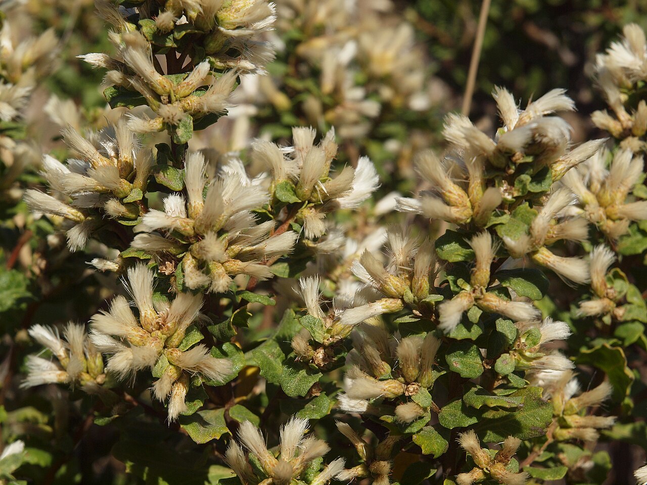 Coyote Bush (Baccharis pilularis) - PlantNative.org Coyote Bush (Baccharis pilularis) female flower heads covered in fluffy white seed pappus in late fall