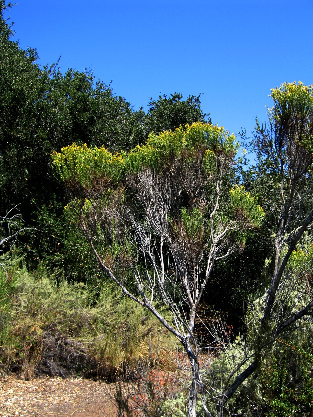Coyote Bush (Baccharis pilularis)