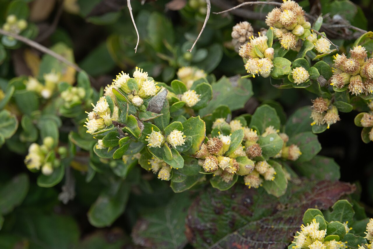 Coyote Bush (Baccharis pilularis) - PlantNative.org Close-up of Coyote Bush (Baccharis pilularis) male flower heads, small and rounded with creamy-yellow disk flowers