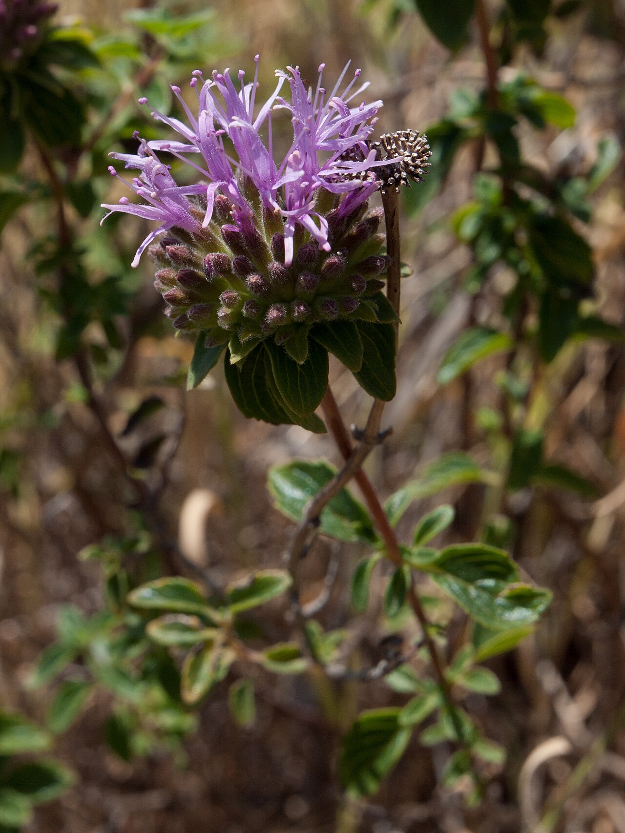 Coyote Mint (Monardella villosa) - PlantNative.org Coyote mint (Monardella villosa) flower head with visible buds, leaves and a small insect visitor