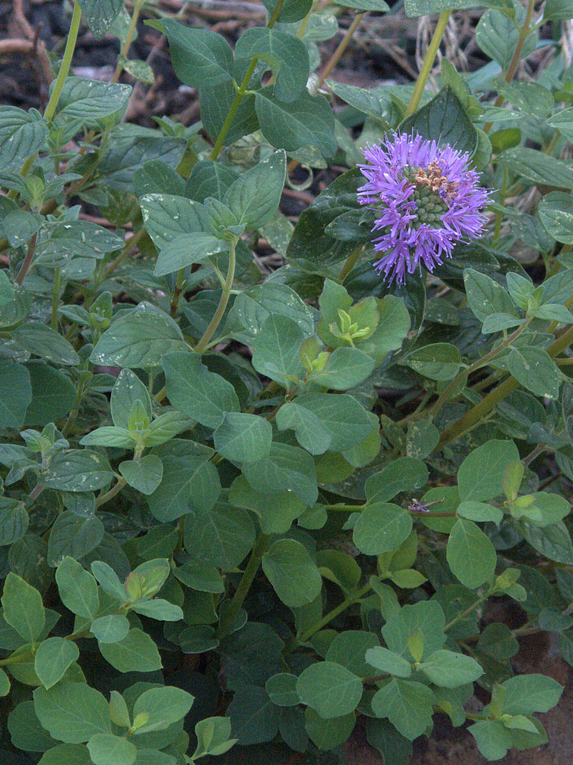Coyote Mint (Monardella villosa) - PlantNative.org Mounding gray-green foliage of coyote mint (Monardella villosa) with a single purple flower head