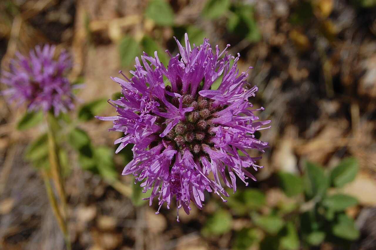 Coyote Mint (Monardella villosa) - PlantNative.org Close-up of a round purple-pink coyote mint (Monardella villosa) flower cluster growing wild in California