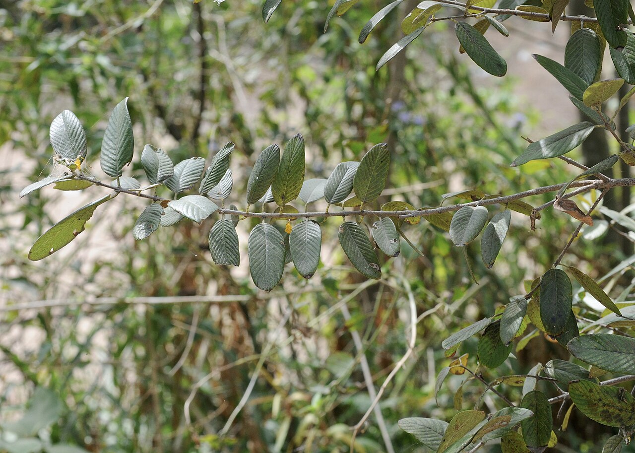 Coyotillo (Karwinskia humboldtiana) - PlantNative.org Coyotillo (Karwinskia humboldtiana) branch with opposite, silvery-green, prominently veined leaves