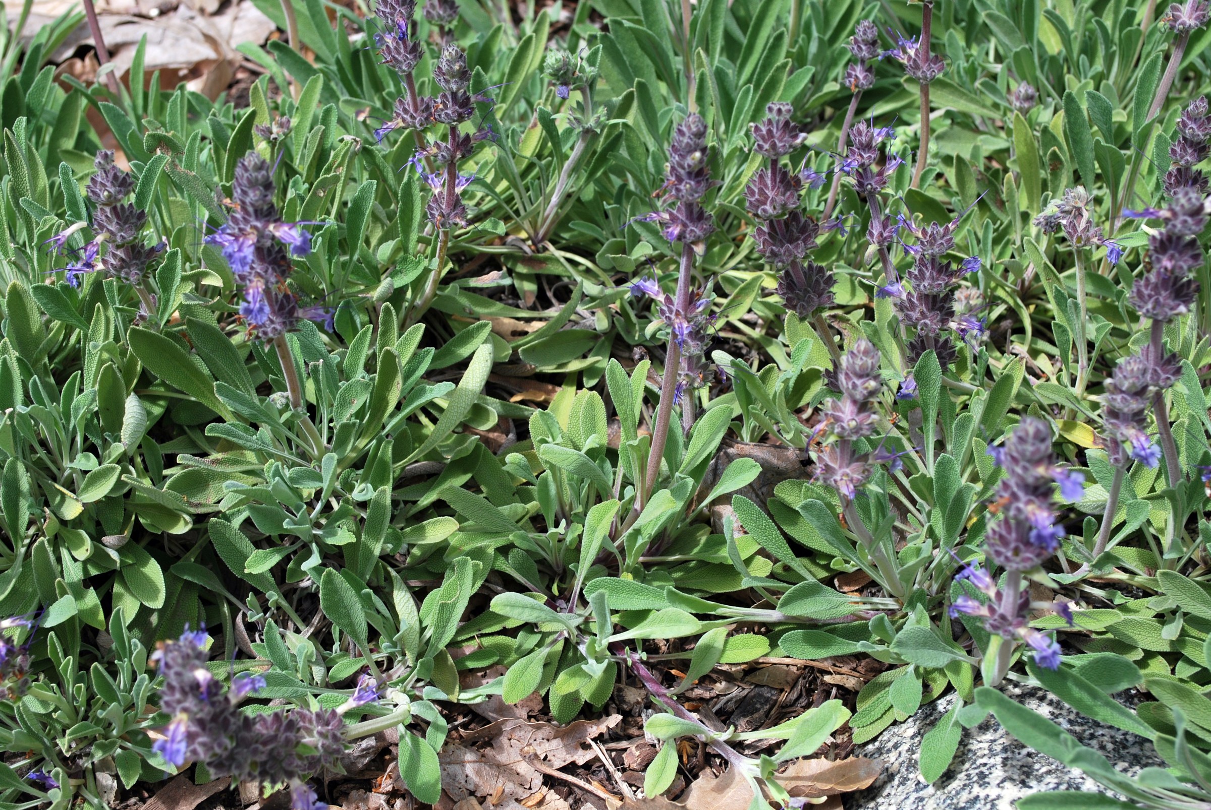 Creeping Sage (Salvia sonomensis) - PlantNative.org Close-up of Creeping sage (Salvia sonomensis) flower spikes with gray-green hairy foliage