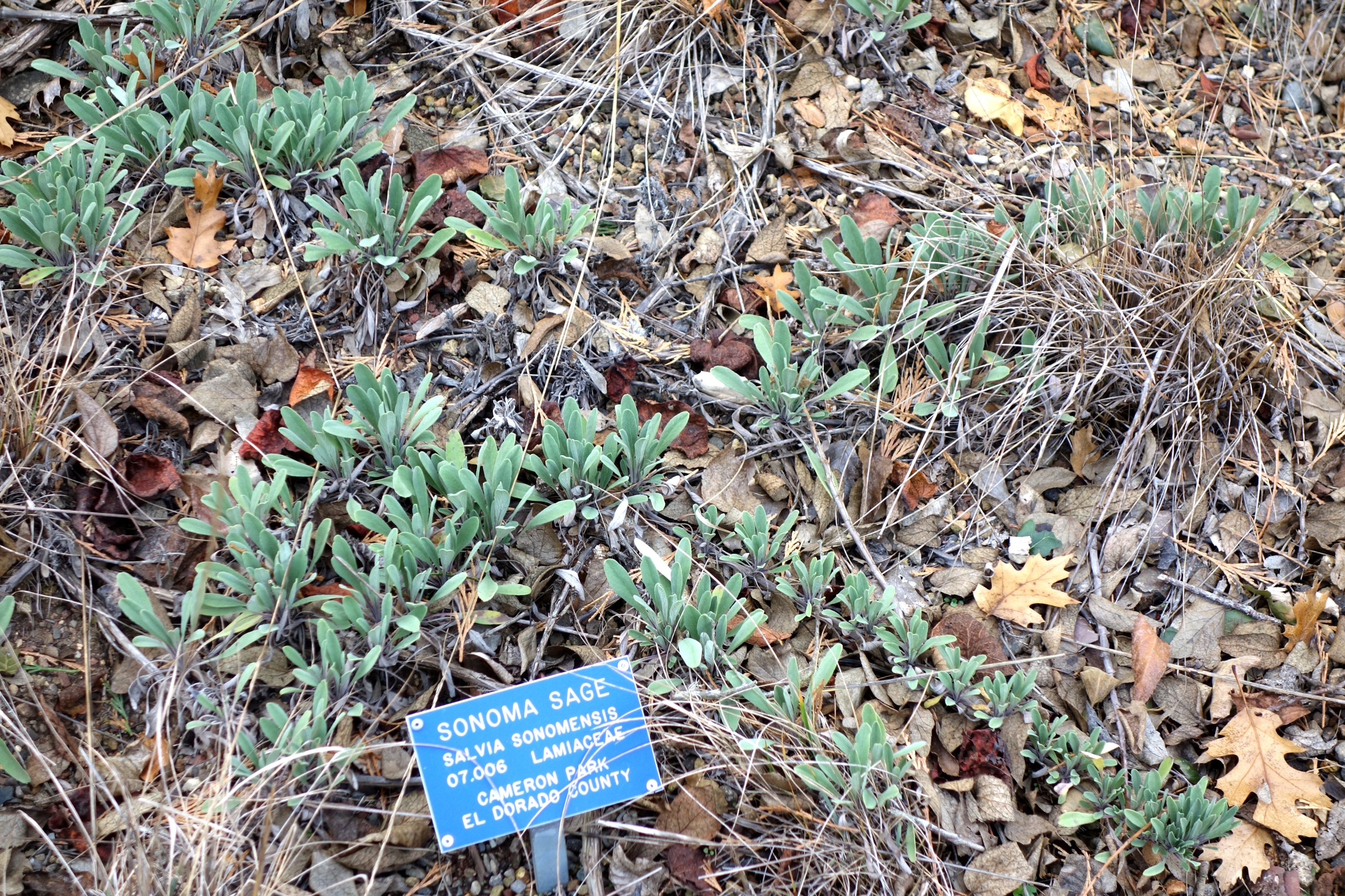 Creeping Sage (Salvia sonomensis) - PlantNative.org Labeled specimen of Sonoma sage (Salvia sonomensis) showing gray-green evergreen foliage mat among dry leaf litter