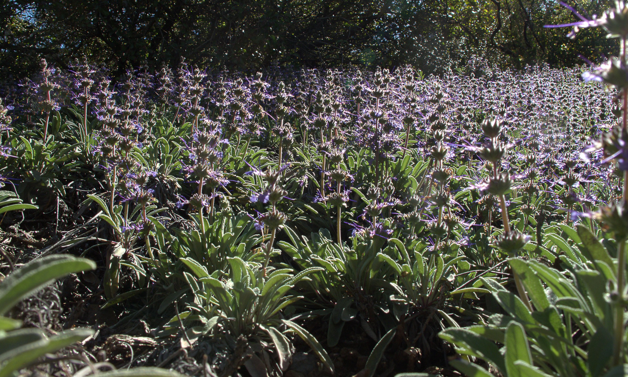 Creeping Sage (Salvia sonomensis) - PlantNative.org Dense mat of Creeping sage (Salvia sonomensis) covered in pale lavender flower spikes under oak woodland