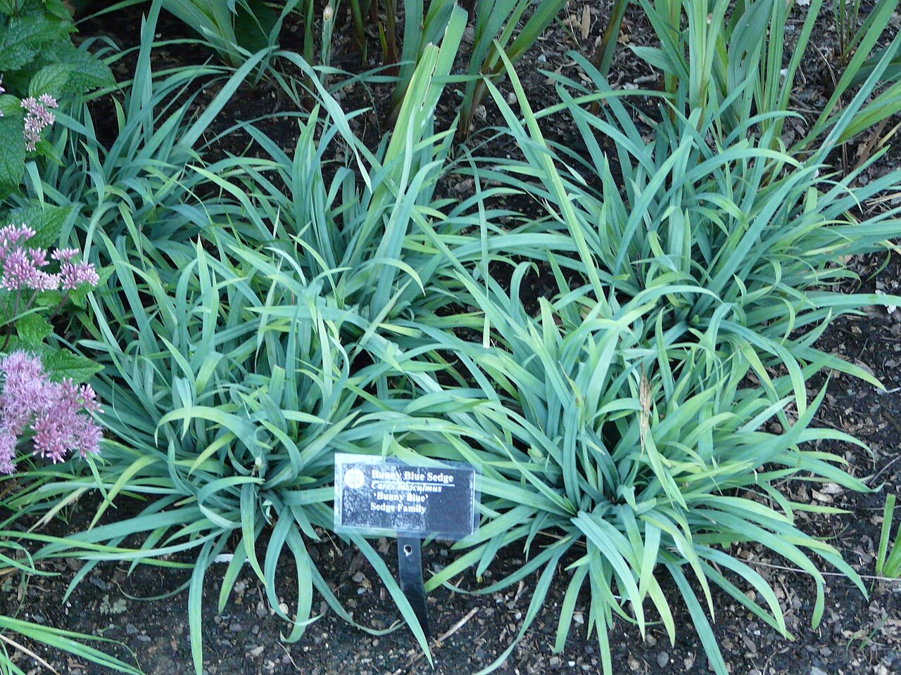 Creeping Sedge (Carex laxiculmis) - PlantNative.org Clump of Carex laxiculmis with arching blue-green leaves growing as a groundcover at the edge of a shaded garden bed