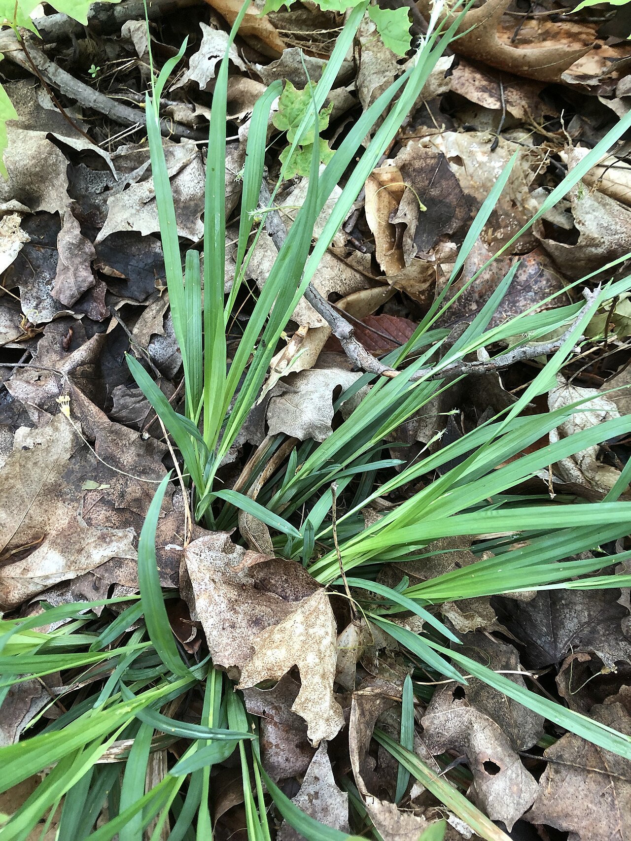Creeping Sedge (Carex laxiculmis) - PlantNative.org Creeping Sedge (Carex laxiculmis) growing as a low basal tuft of arching blue-green leaves on a wooded forest floor