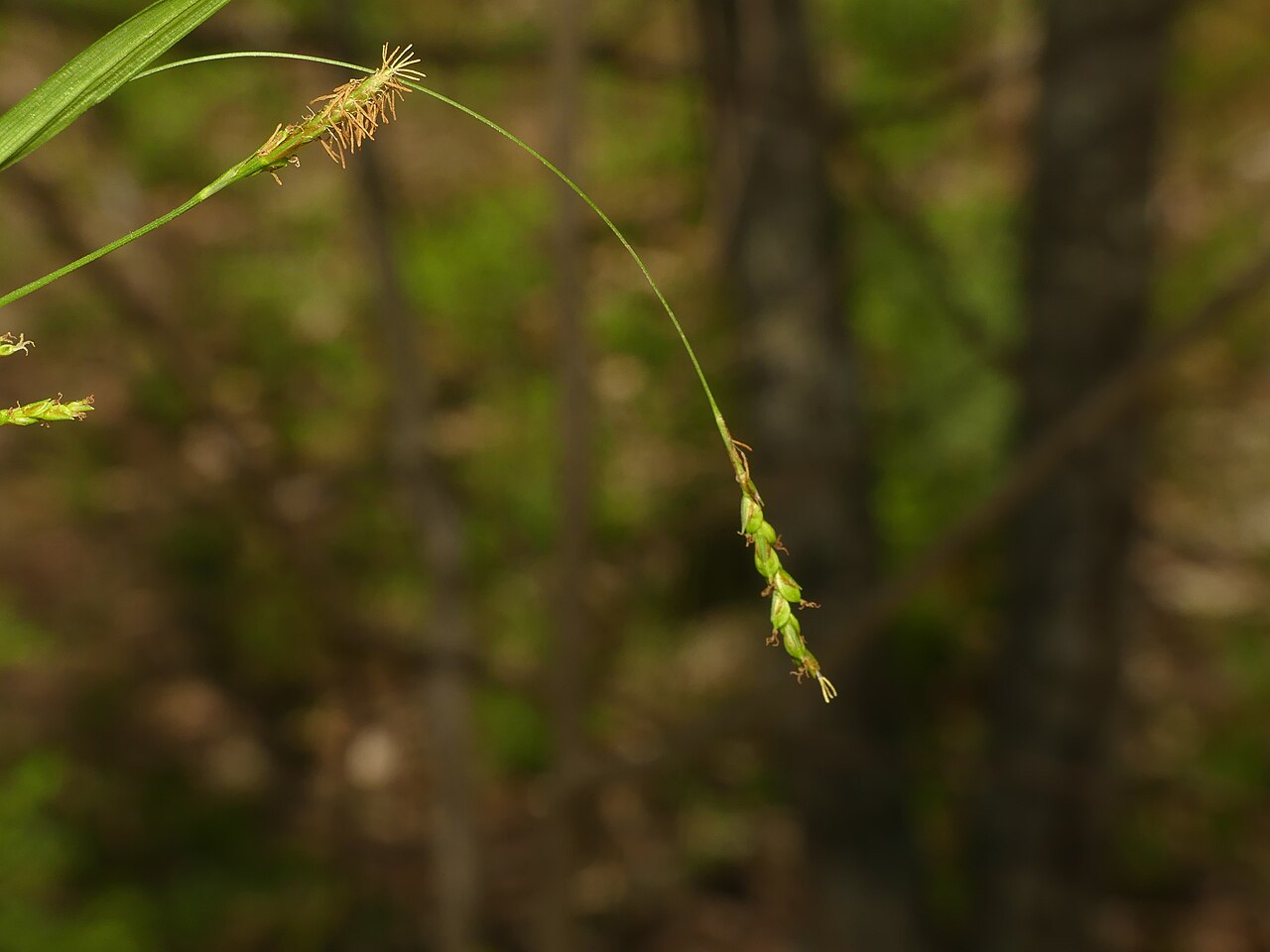Creeping Sedge (Carex laxiculmis) - PlantNative.org Close-up of a drooping Carex laxiculmis flowering spike showing small green three-sided perigynia along a thin stalk
