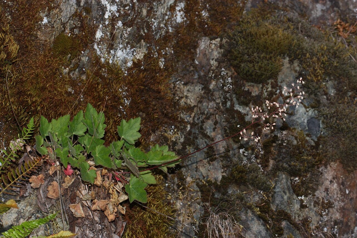 Crevice alumroot growing directly from a mossy rock crevice with tiny white flowers on wiry stems