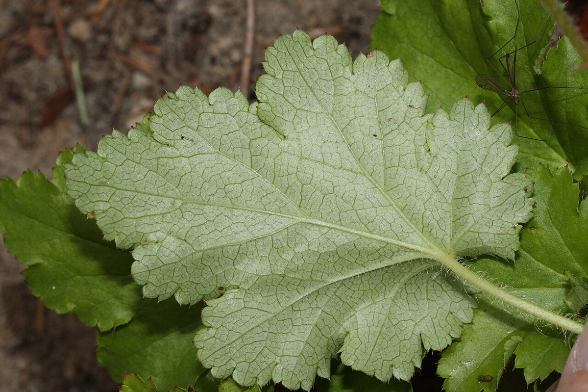 Close-up of a crevice alumroot leaf showing its rounded, lobed shape and prominent vein pattern