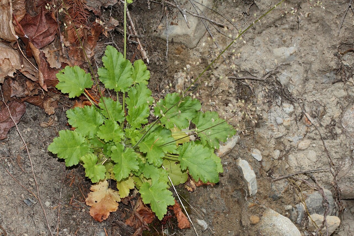 Crevice alumroot (Heuchera micrantha) basal rosette with wiry flowering stems growing from a rocky slope