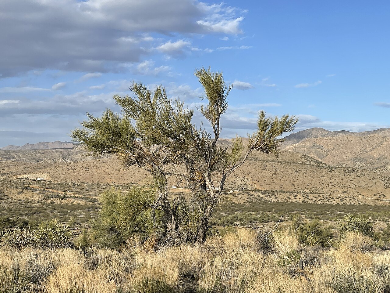 Crucifixion Thorn (Canotia holacantha)