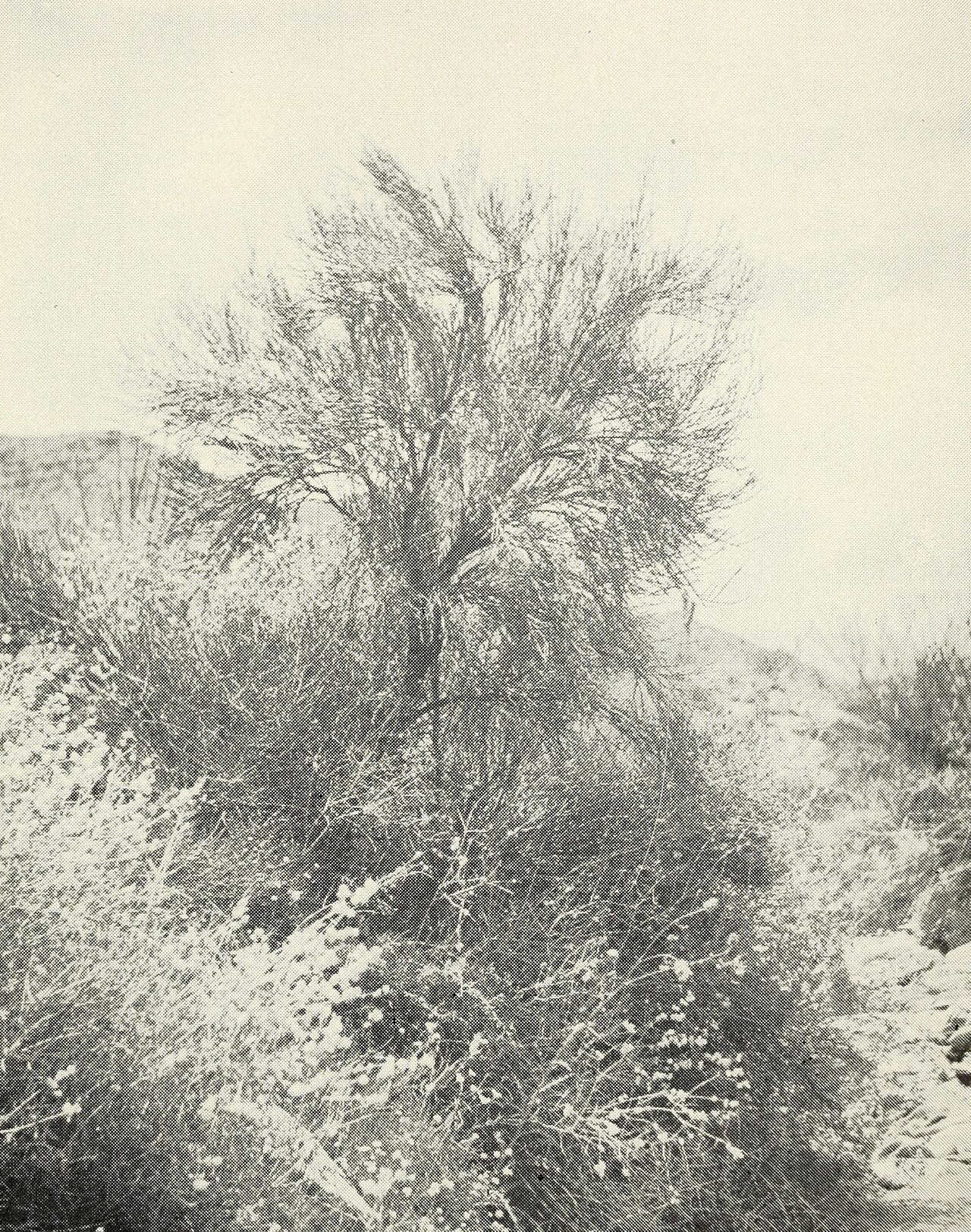Crucifixion Thorn (Canotia holacantha) - PlantNative.org Historic 1942 black-and-white photograph of a crucifixion thorn tree (Canotia holacantha) in the Harcuvar Mountains, Arizona, showing its leafless broom-like crown
