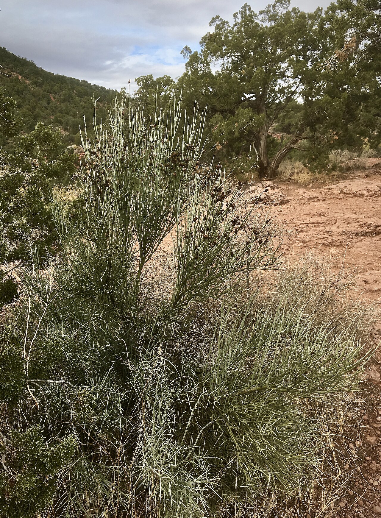 Crucifixion Thorn (Canotia holacantha) - PlantNative.org Close-up of the rigid, upright green spine-tipped stems of crucifixion thorn (Canotia holacantha) growing among juniper near Sedona, Arizona