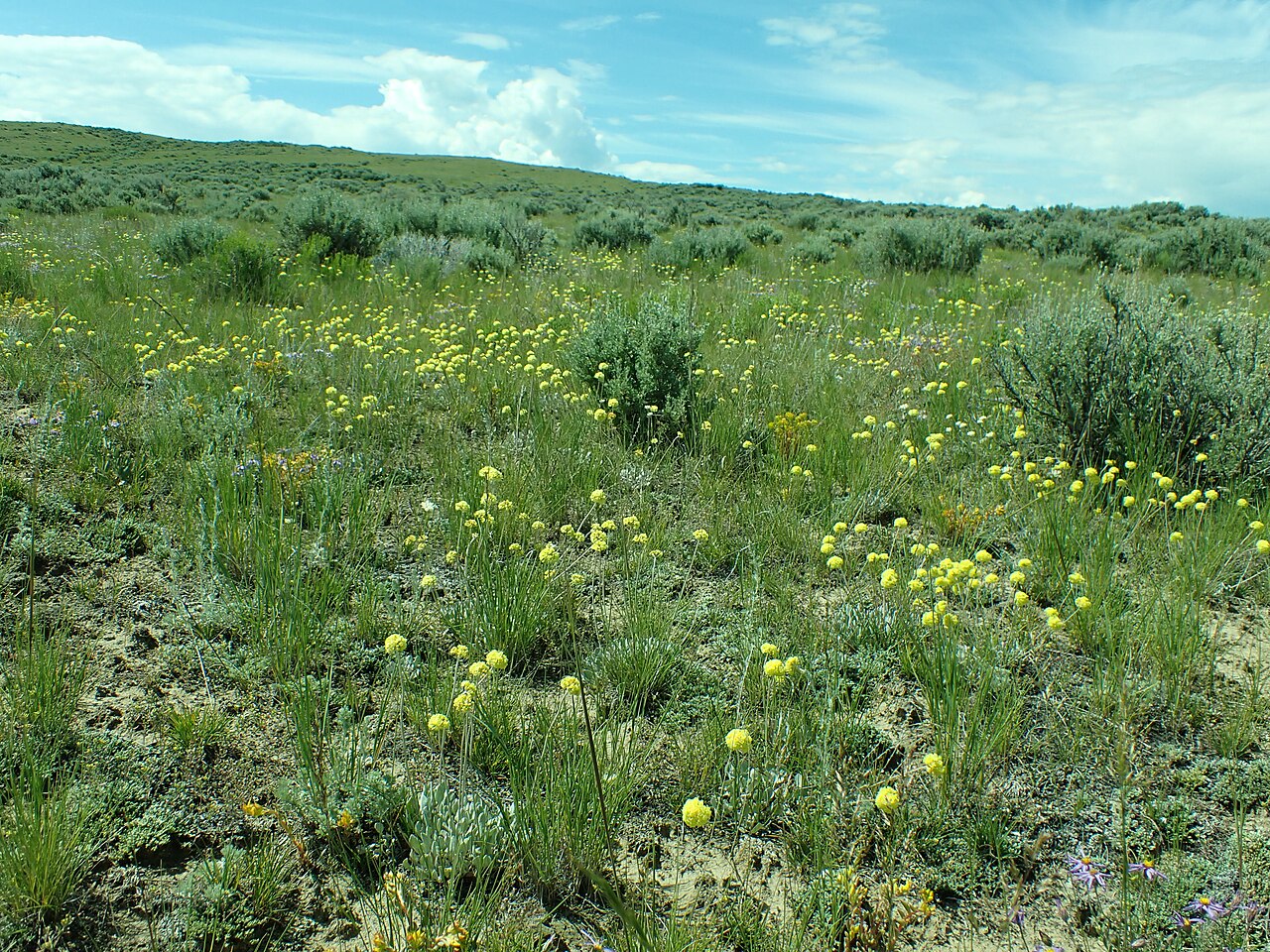Cushion Buckwheat (Eriogonum ovalifolium) - PlantNative.org A sagebrush steppe grassland in Montana dotted with blooming cushion buckwheat's round yellow flowerheads