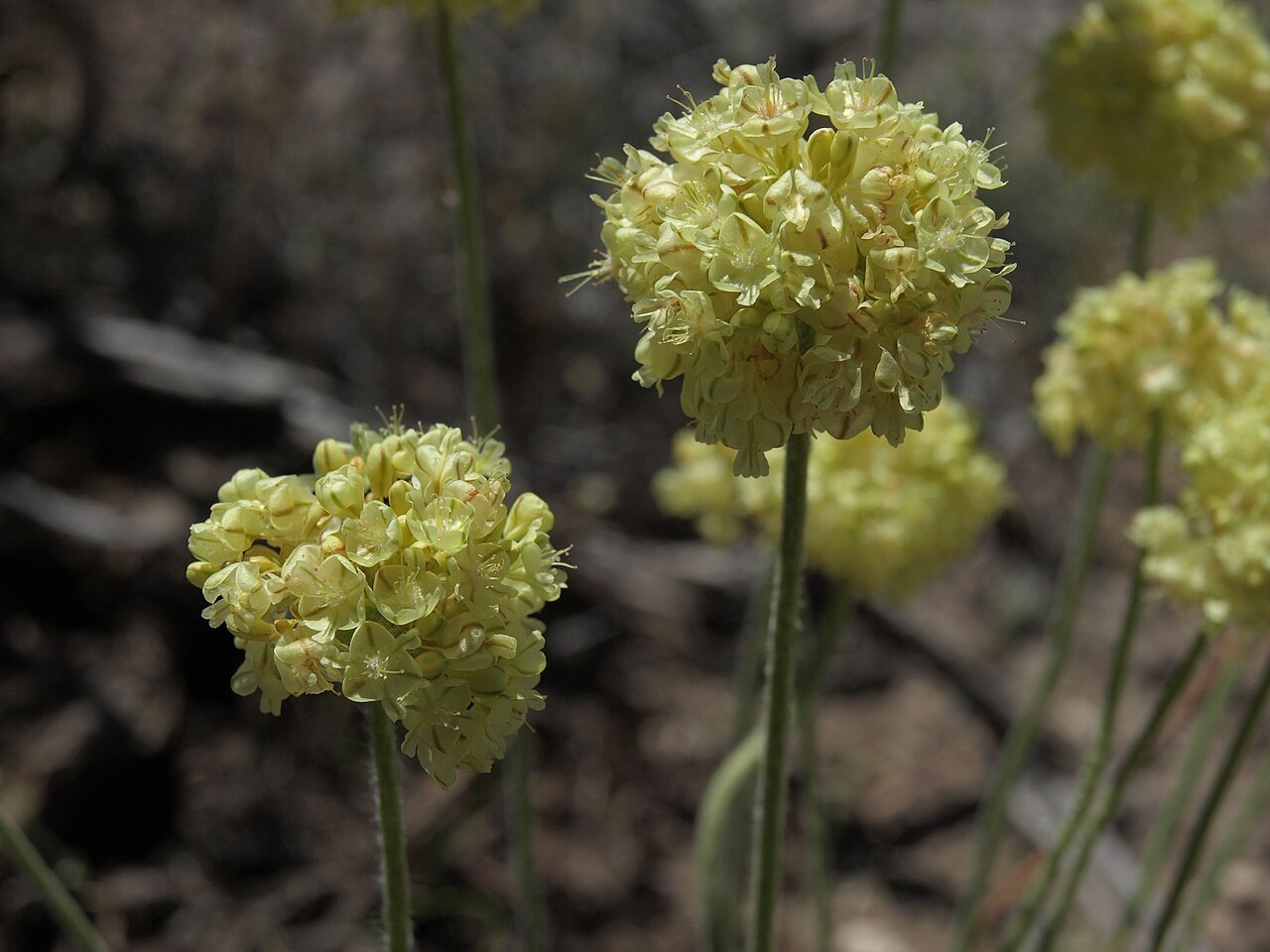 Cushion Buckwheat (Eriogonum ovalifolium) - PlantNative.org Cushion buckwheat (Eriogonum ovalifolium) round pale yellow flowerheads on short leafless stalks in the White Mountains of Nevada