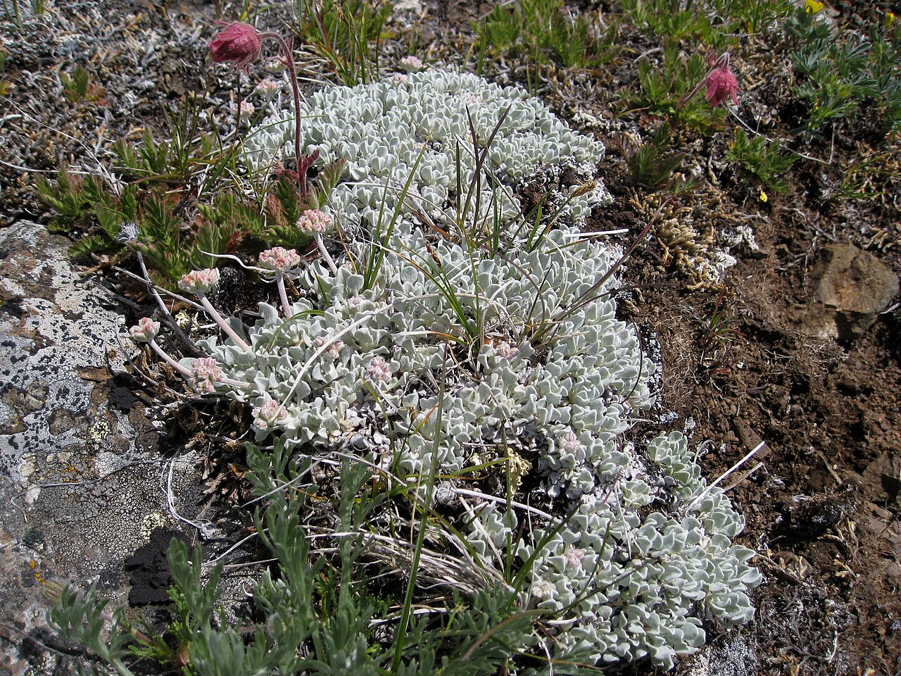Cushion Buckwheat (Eriogonum ovalifolium) - PlantNative.org Close-up of a dense silvery cushion buckwheat mat with small pink flower clusters on short stalks growing among alpine rock